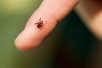 Tick on finger