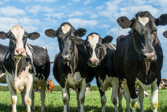 Cows in a field